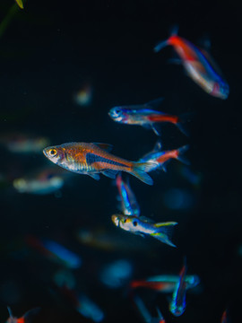 宠物鱼