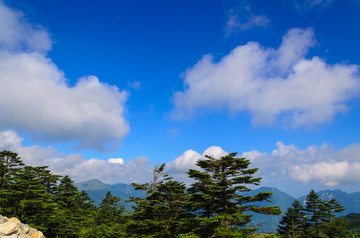 绿树 蓝天