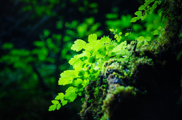 绿色植物