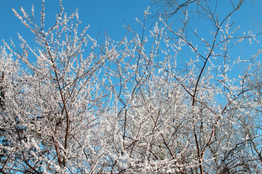 蓝天背景的樱花树林