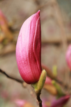 粉红的玉兰花花苞