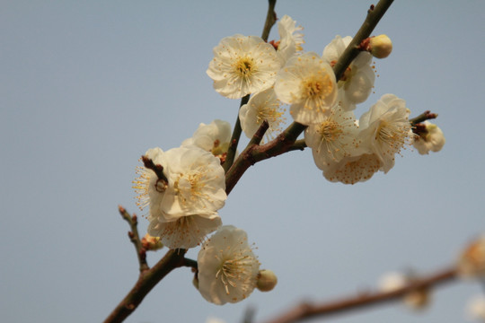 白色桃花花朵