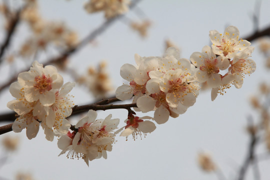 绽放的樱花花枝