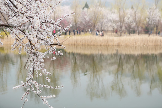 水边盛开的樱花花枝