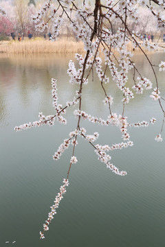 小河边的樱花花枝