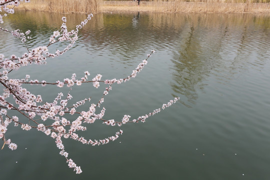 水边绽放的樱花花枝