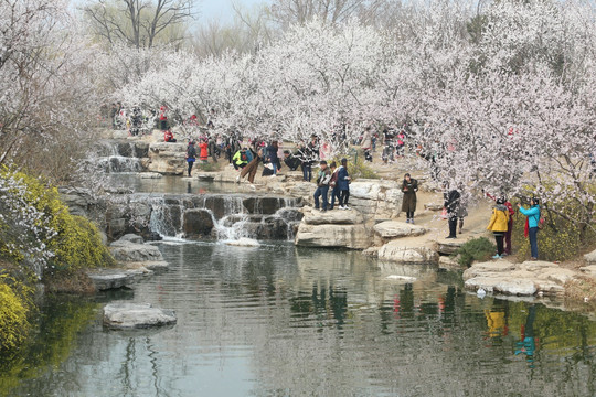 人造瀑瀑布和和盛开的樱花花树林