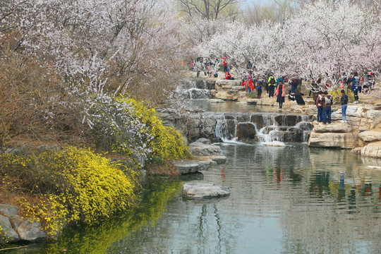 水岸岸盛开的樱花树林