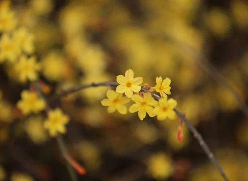 金色的迎春花花枝