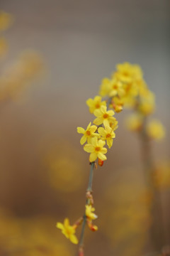 绽放的迎春花花条花心