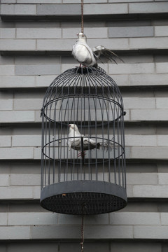 灰色鸟笼和鸽子标本