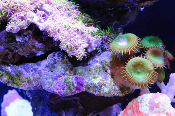 海底珊瑚