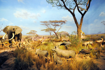 非洲草原动物