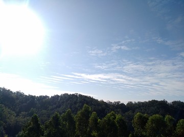 树林