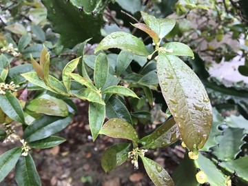 桂花雨水雨滴