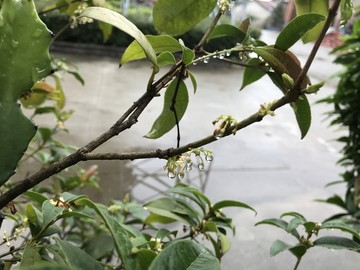 桂花枝叶上的雨水