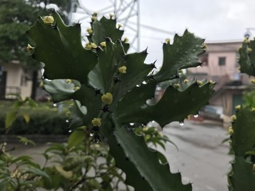 水珠巴西龙骨上