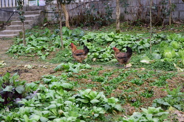 菜园鸡
