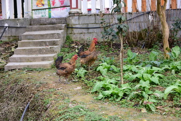 菜园走地鸡