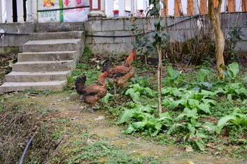 菜园走地鸡