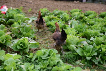 母鸡菜园
