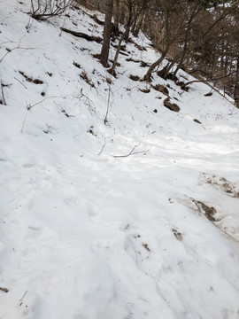 雪地 白雪