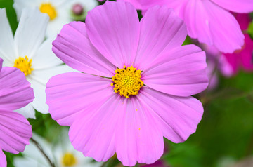 格桑花