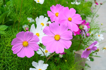 格桑花