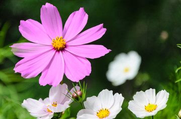 格桑花