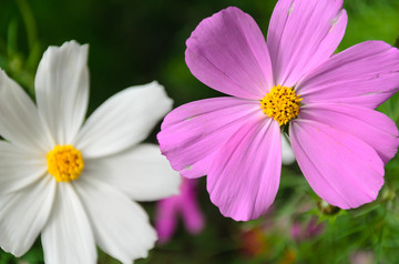 格桑花