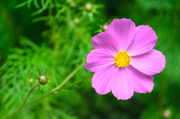 格桑花
