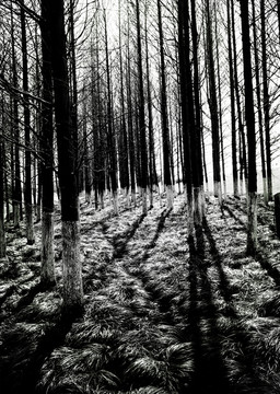 森林树影