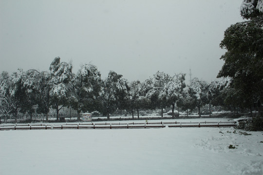 雪景