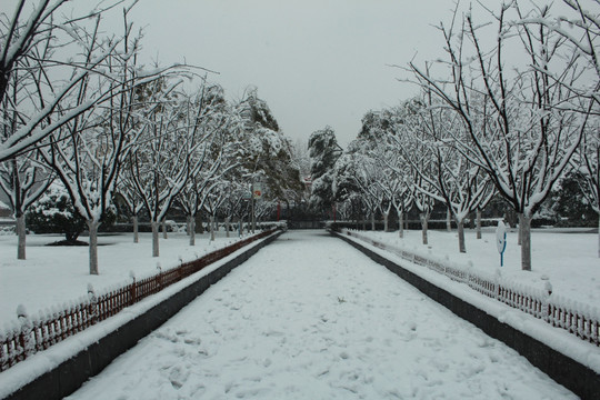 雪景