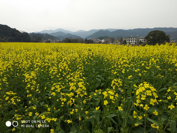 乡村油菜花海