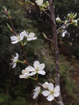 梨花开了