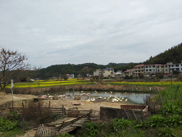 乡村油菜田