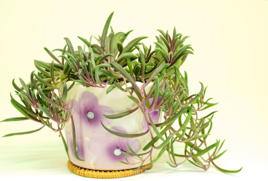 多肉植物 植物 紫玄月
