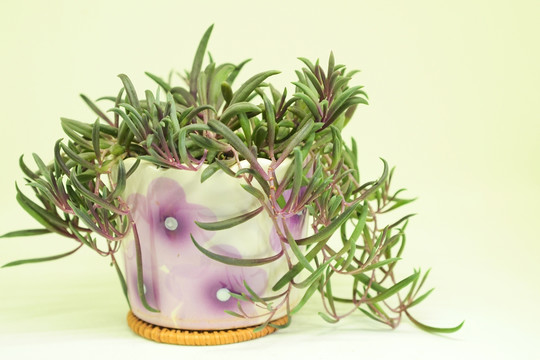 紫玄月 多肉 观赏植物