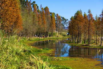 色彩斑斓的湿地