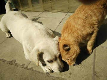 猫和狗