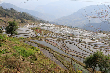 元阳梯田