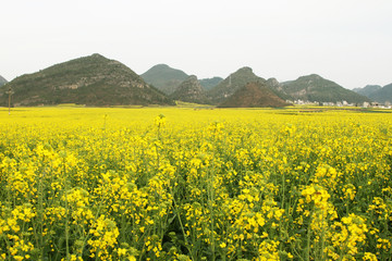 油菜花海