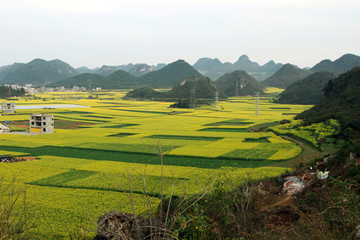油菜花海