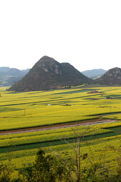 油菜花海