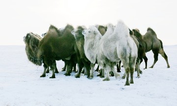 雪域骆驼