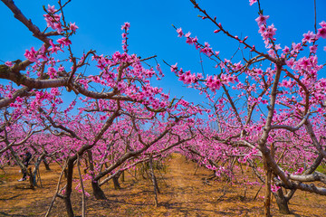 桃花林 桃花