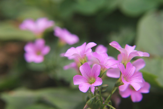 粉色艳丽小花