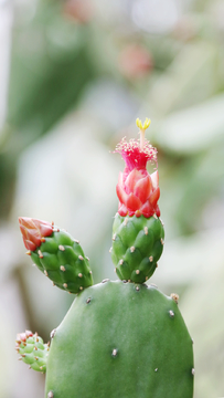 春的模样  仙人掌花