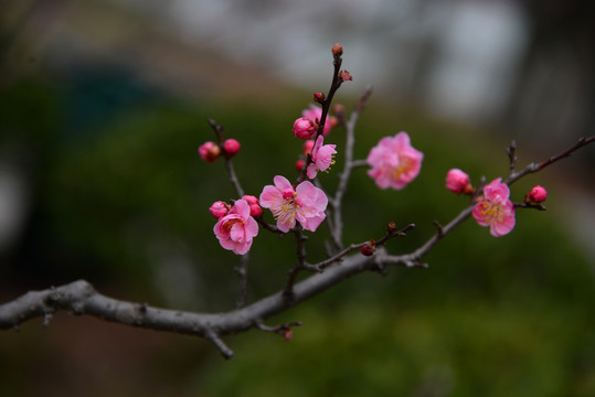 红梅